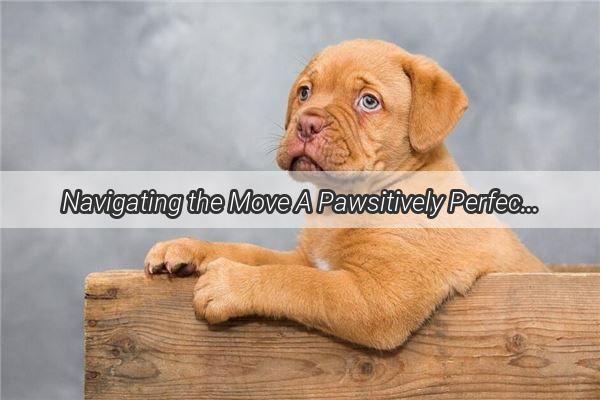 Navigating the Move A Pawsitively Perfect Guide to DogFriendly Relocation